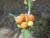 Img.VTax2874.Ex2.Img1