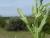 Img.VTax2890.Ex1.Img3