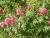 Img.VTax2902.Ex2.Img3