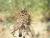 Img.VTax2921.Ex2.Img1