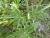 Img.VTax2924.Ex1.Img3