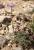 Img.VTax2925.Ex1.Img2