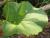 Img.VTax2929.Ex1.Img2