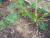 Img.VTax2931.Ex1.Img1