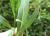 Img.VTax2991.Ex2.Img5