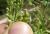 Img.VTax3010.Ex1.Img7