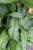 Img.VTax3125.Ex1.Img2