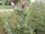 Img.VTax3207.Ex1.Img1