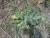 Img.VTax3236.Ex1.Img3