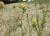 Img.VTax3277.Ex1.Img8