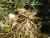 Img.VTax3293.Ex1.Img3