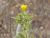 Img.VTax3293.Ex1.Img5