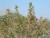 Img.VTax3293.Ex1.Img6