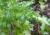 Img.VTax3296.Ex1.Img2