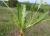 Img.VTax3304.Ex2.Img1