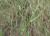 Img.VTax3309.Ex2.Img1