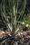 Img.VTax3337.Ex2.Img1