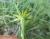 Img.VTax3337.Ex4.Img2