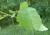Img.VTax3382.Ex2.Img3