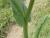 Img.VTax3389.Ex2.Img5
