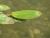 Img.VTax3487.Ex1.Img1