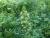 Img.VTax3545.Ex2.Img1