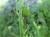 Img.VTax3545.Ex2.Img2