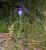 Img.VTax3619.Ex2.Img2