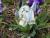 Img.VTax3627.Ex1.Img4