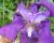 Img.VTax3628.Ex1.Img2