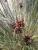 Img.VTax3659.Ex1.Img2