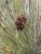 Img.VTax3659.Ex1.Img3