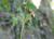 Img.VTax3687.Ex2.Img2