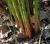 Img.VTax3695.Ex2.Img1