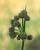 Img.VTax3695.Ex4.Img3