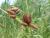 Img.VTax3698.Ex1.Img1