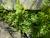 Img.VTax37.Ex3.Img1