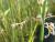 Img.VTax3707.Ex2.Img1