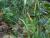 Img.VTax3800.Ex1.Img2