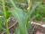 Img.VTax3826.Ex2.Img2