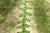 Img.VTax385.Ex1.Img1