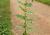 Img.VTax385.Ex1.Img2