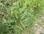 Img.VTax385.Ex1.Img6