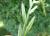 Img.VTax3874.Ex1.Img5