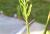 Img.VTax3889.Ex1.Img2