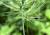 Img.VTax3927.Ex1.Img6