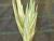Img.VTax3964.Ex2.Img1