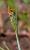 Img.VTax4098.Ex1.Img1