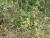 Img.VTax411.Ex3.Img1