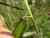 Img.VTax4180.Ex4.Img1